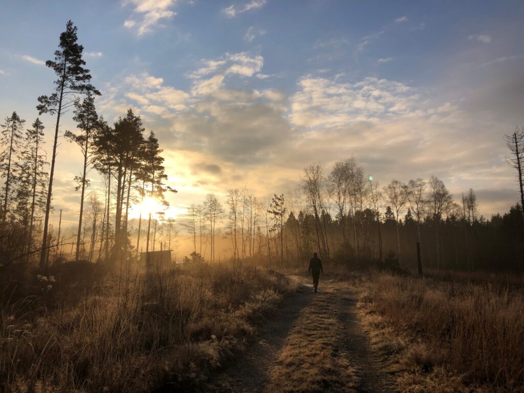 Skog i höstskrud.